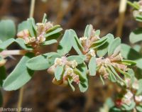 ribseed spurge or sandmat (<em>Euphorbia glyptosperma</em>)