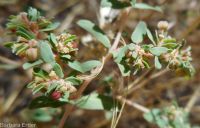 ribseed spurge or sandmat (<em>Euphorbia glyptosperma</em>)