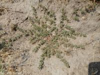 ribseed spurge or sandmat (<em>Euphorbia glyptosperma</em>)