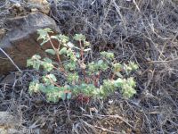 ribseed spurge or sandmat (<em>Euphorbia glyptosperma</em>)