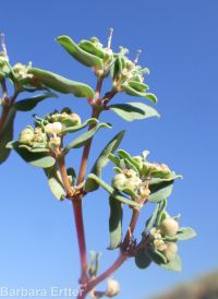 ribseed spurge or sandmat (<em>Euphorbia glyptosperma</em>)