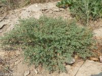 ribseed spurge or sandmat (<em>Euphorbia glyptosperma</em>)