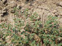 ribseed spurge or sandmat (<em>Euphorbia glyptosperma</em>)