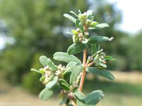 ribseed spurge or sandmat (<em>Euphorbia glyptosperma</em>)