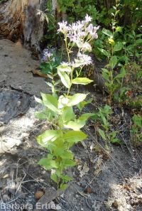 showy aster (<em>Eurybia conspicua</em>)
