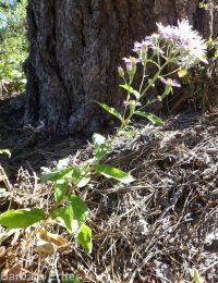 showy aster (<em>Eurybia conspicua</em>)