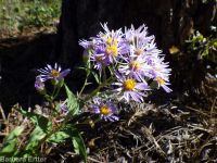 showy aster (<em>Eurybia conspicua</em>)