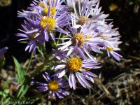 showy aster (<em>Eurybia conspicua</em>)