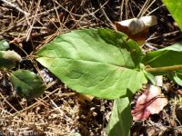 showy aster (<em>Eurybia conspicua</em>)