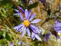 entire-leaf or thickstem aster (<em>Eurybia integrifolia</em>)