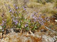 entire-leaf or thickstem aster (<em>Eurybia integrifolia</em>)