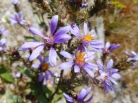 entire-leaf or thickstem aster (<em>Eurybia integrifolia</em>)