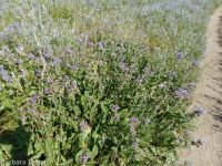 entire-leaf or thickstem aster (<em>Eurybia integrifolia</em>)