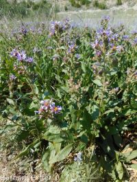 entire-leaf or thickstem aster (<em>Eurybia integrifolia</em>)