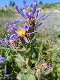 entire-leaf or thickstem aster (<em>Eurybia integrifolia</em>)