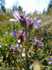 entire-leaf or thickstem aster (<em>Eurybia integrifolia</em>)