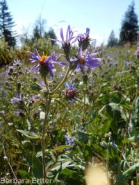 entire-leaf or thickstem aster (<em>Eurybia integrifolia</em>)