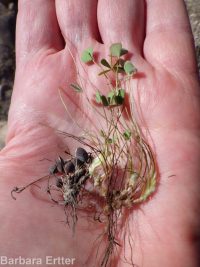 hairy water-clover, clover fern (<em>Marsilea vestita</em>)