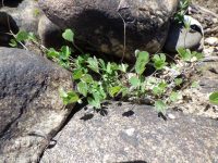 hairy water-clover, clover fern (<em>Marsilea vestita</em>)