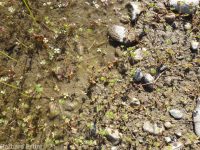 hairy water-clover, clover fern (<em>Marsilea vestita</em>)