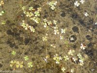 hairy water-clover, clover fern (<em>Marsilea vestita</em>)