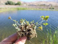 hairy water-clover, clover fern (<em>Marsilea vestita</em>)