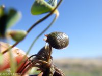 hairy water-clover, clover fern (<em>Marsilea vestita</em>)