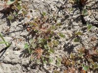 hairy water-clover, clover fern (<em>Marsilea vestita</em>)