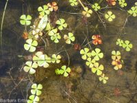 hairy water-clover, clover fern (<em>Marsilea vestita</em>)