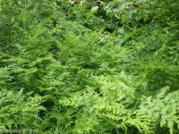 bracken fern (<em>Pteridium aquilinum ssp. pubescens</em>) Pteridium aquilinum ssp. pubescens