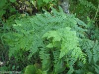 bracken fern (<em>Pteridium aquilinum ssp. pubescens</em>)