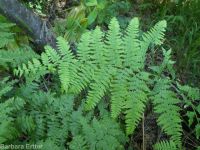 bracken fern (<em>Pteridium aquilinum ssp. pubescens</em>)
