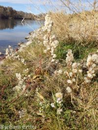 short-rayed alkali aster (<em>Symphyotrichum frondosum</em>)