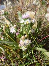 short-rayed alkali aster (<em>Symphyotrichum frondosum</em>)