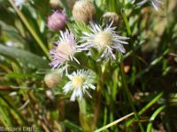 short-rayed alkali aster (<em>Symphyotrichum frondosum</em>)
