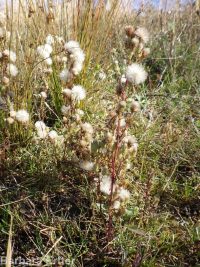 short-rayed alkali aster (<em>Symphyotrichum frondosum</em>)