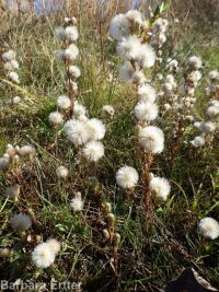 short-rayed alkali aster (<em>Symphyotrichum frondosum</em>)