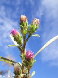 short-rayed alkali aster (<em>Symphyotrichum frondosum</em>)