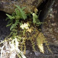 Oregon cliff fern (<em>Woodsia oregana</em>)