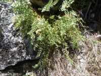 Oregon cliff fern (<em>Woodsia oregana</em>)