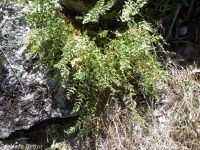 Oregon cliff fern (<em>Woodsia oregana</em>)
