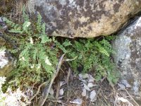 Oregon cliff fern (<em>Woodsia oregana</em>)