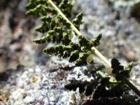 Oregon cliff fern (<em>Woodsia oregana</em>)
