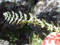 Oregon cliff fern (<em>Woodsia oregana</em>)
