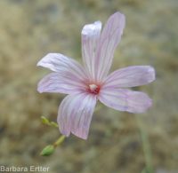annual willow-herb (<em>Epilobium brachycarpum</em>)
