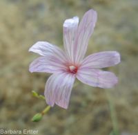 annual willow-herb (<em>Epilobium brachycarpum</em>)