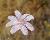annual willow-herb (<em>Epilobium brachycarpum</em>)