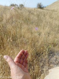 annual willow-herb (<em>Epilobium brachycarpum</em>)