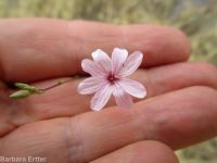 annual willow-herb (<em>Epilobium brachycarpum</em>)