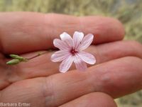 annual willow-herb (<em>Epilobium brachycarpum</em>)